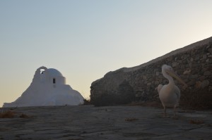 ミコノス島ペリカン