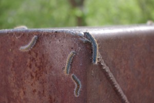 ブライスキャニオンの毛虫