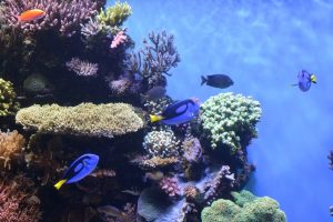 モントレー水族館