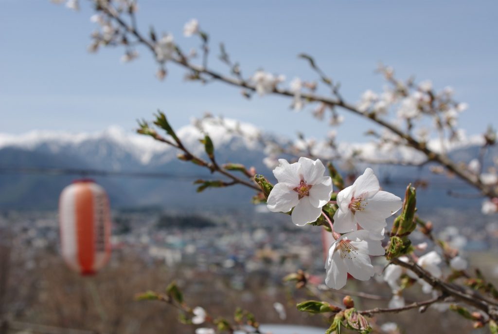大町公園の桜