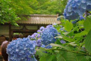 明月院ブルーの紫陽花