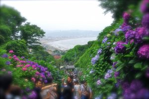成就院　紫陽花と由比ガ浜