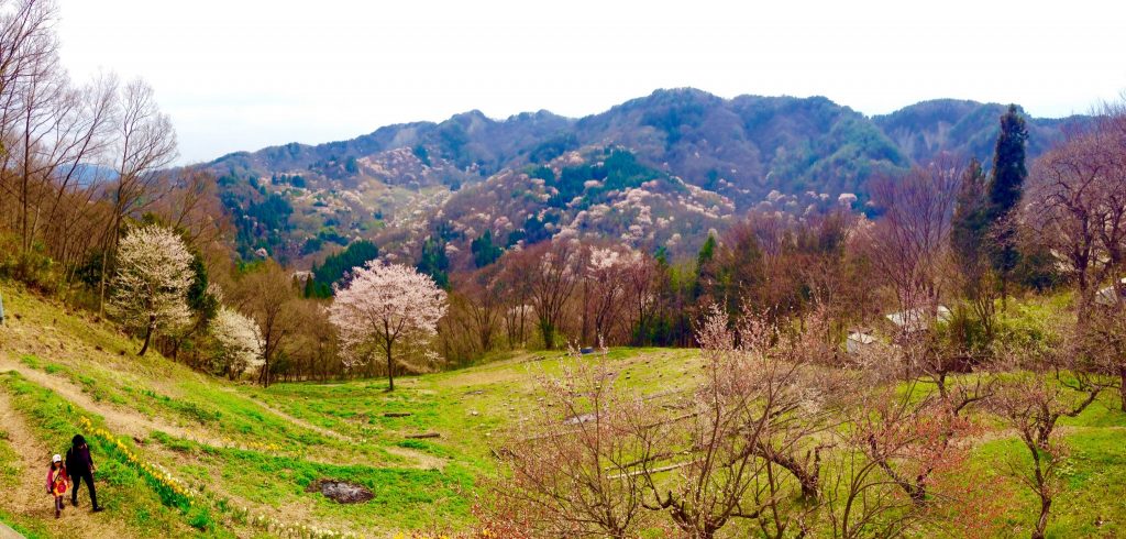 池田町陸郷の山桜