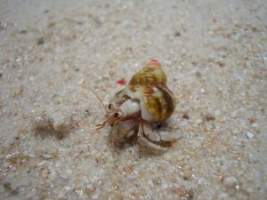 宮古島ヤドカリ