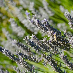 Sonoma Winery Lavender