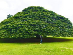 ハワイ　日立の木