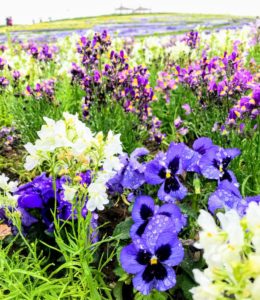 信州花フェスタ2019