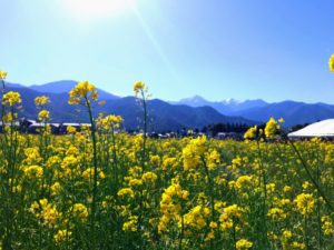 道の駅　安曇野　ほりがねの里　菜の花畑