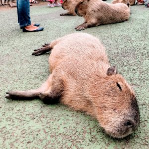 シャボテン公園　カピバラ